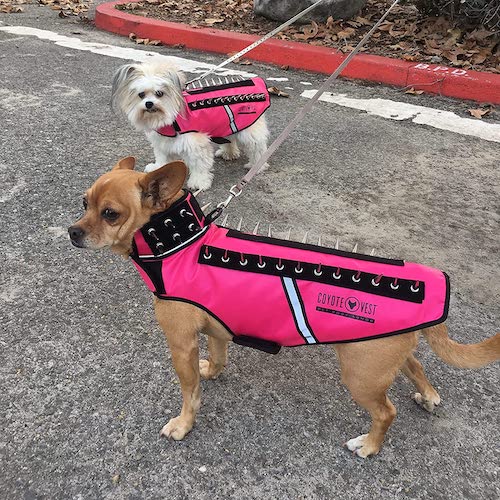 Coyote jacket on sale for small dogs